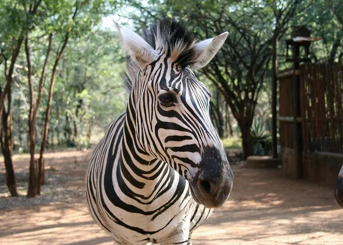 Kiburi Lodge @ Kruger, A Secluded Bushveld Getaway