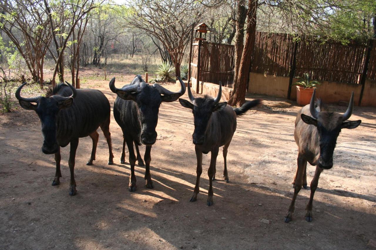 Holiday home Kiburi @ Kruger, A Secluded Bushveld Getaway *