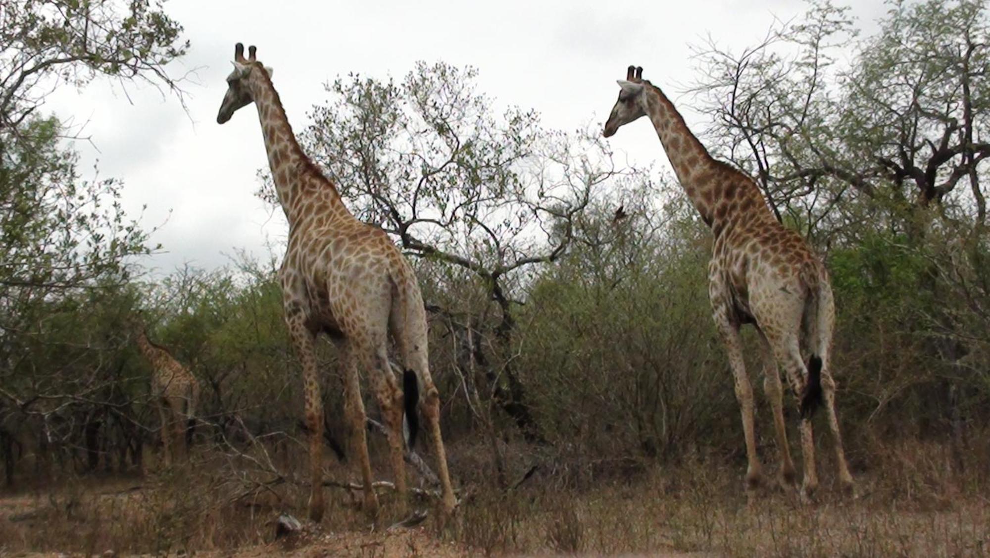 Kiburi @ Kruger, A Secluded Bushveld Getaway Marloth Park
