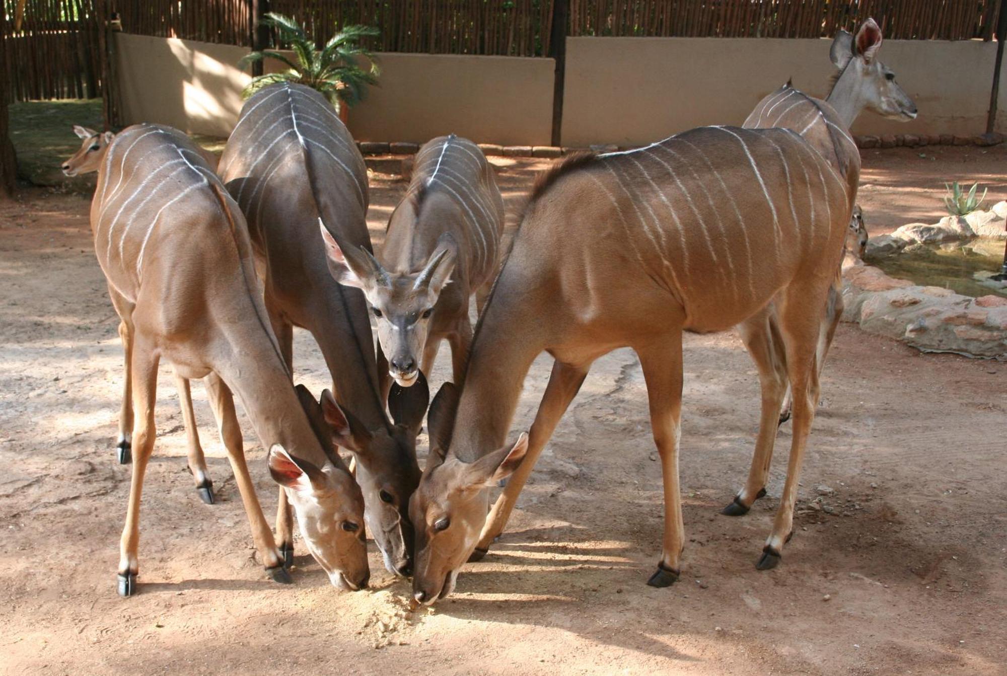 Kiburi @ Kruger, A Secluded Bushveld Getaway