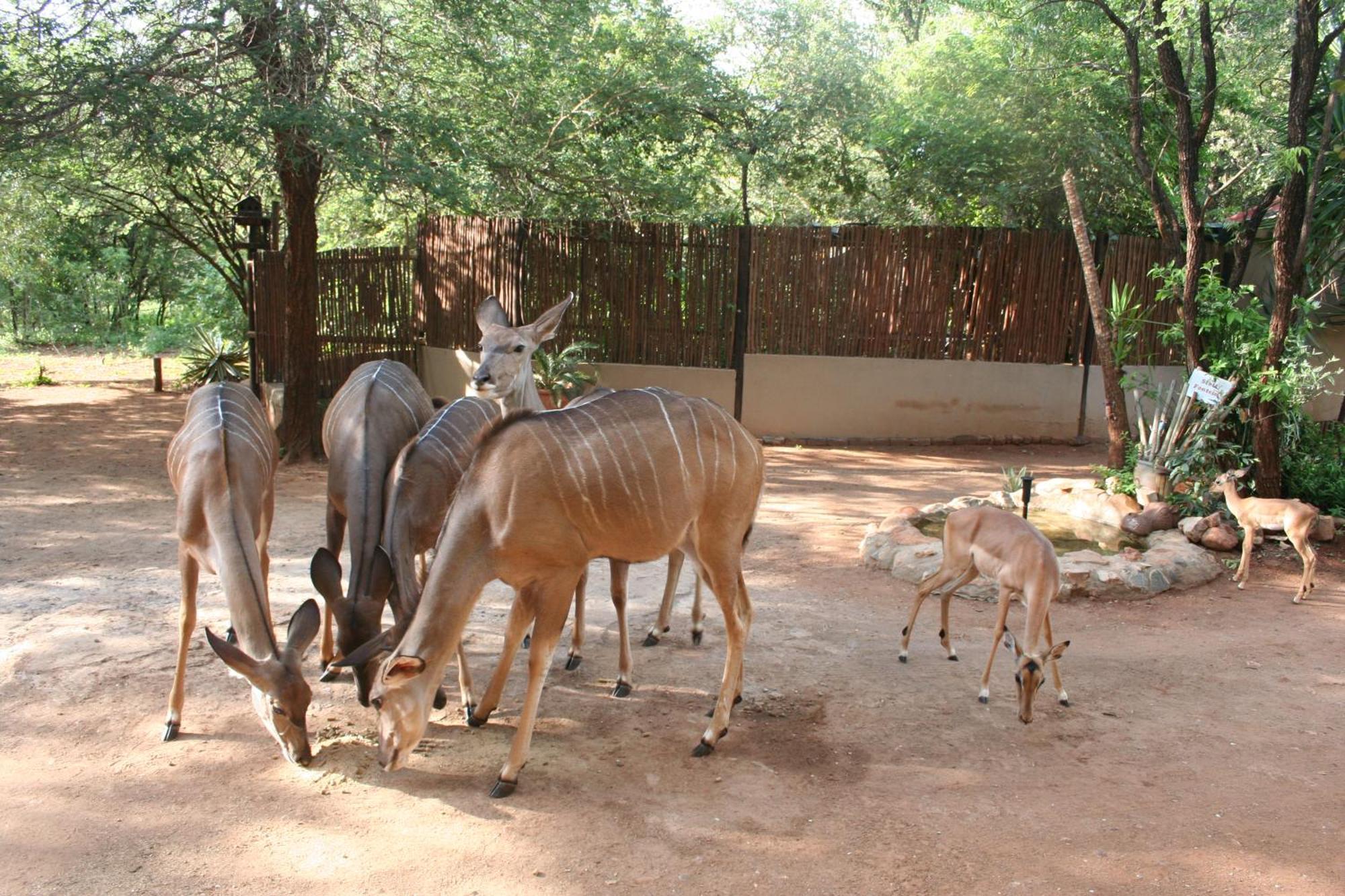 Holiday home Kiburi @ Kruger, A Secluded Bushveld Getaway *