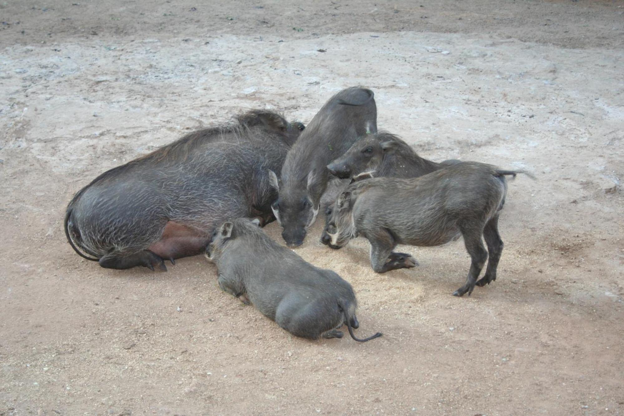 Holiday home Kiburi @ Kruger, A Secluded Bushveld Getaway Marloth Park