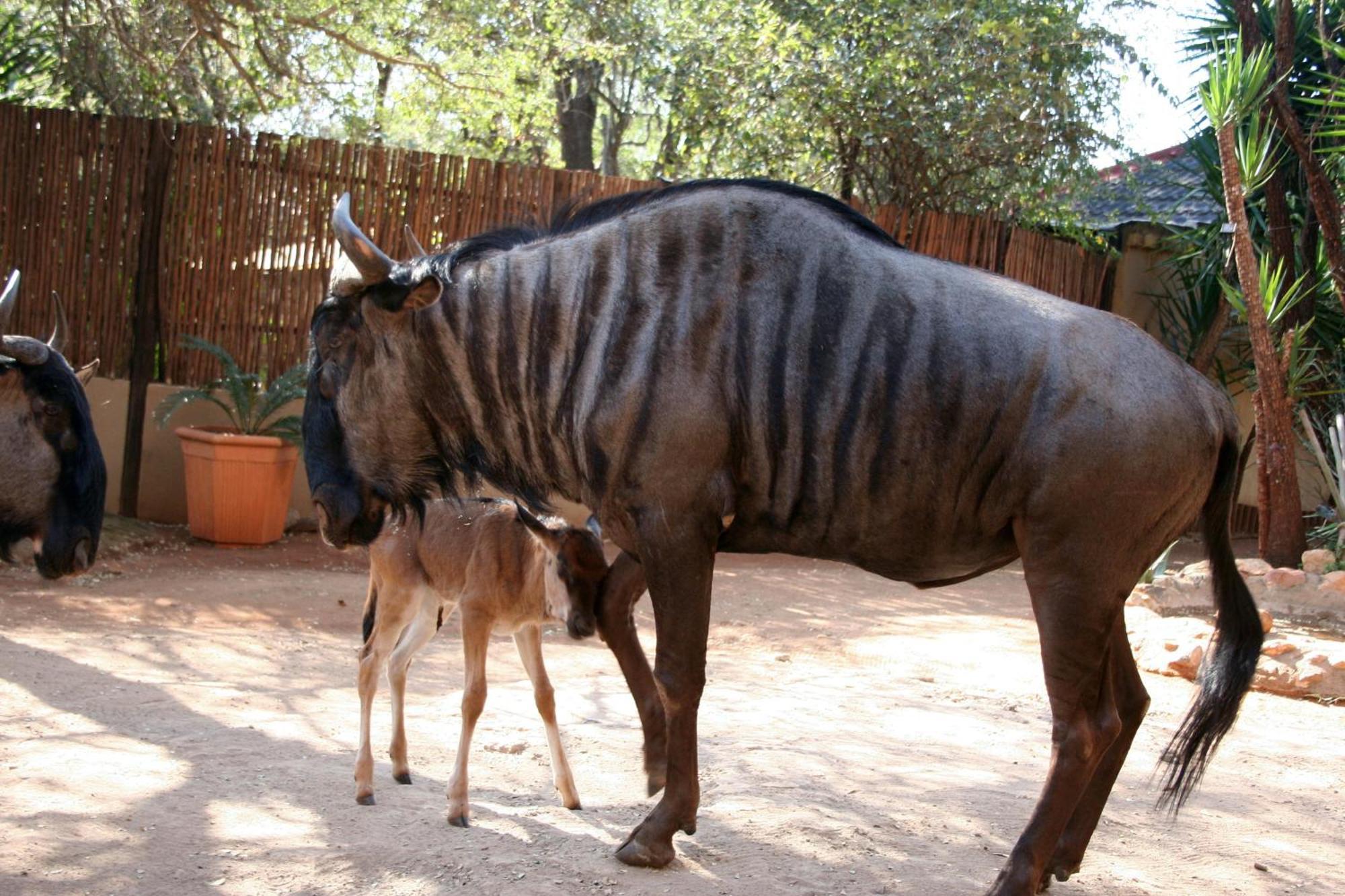 Holiday home Kiburi @ Kruger, A Secluded Bushveld Getaway Marloth Park