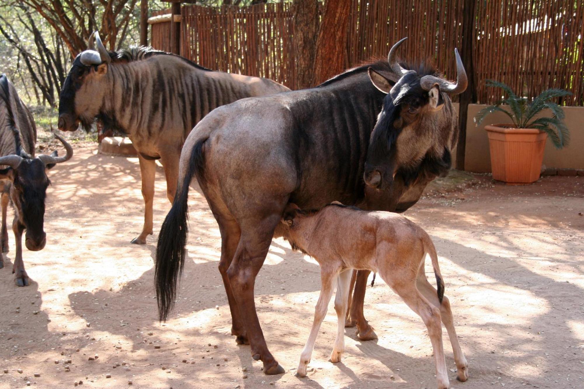 Kiburi @ Kruger, A Secluded Bushveld Getaway *