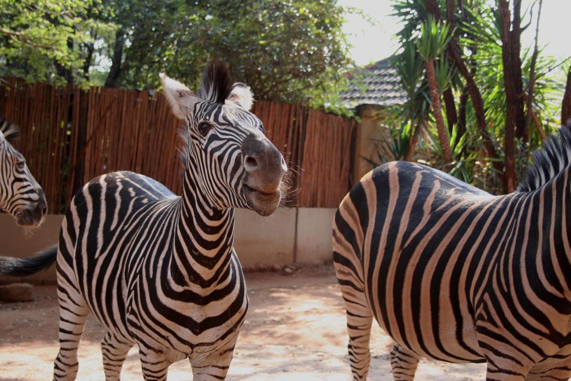 Kiburi @ Kruger, A Secluded Bushveld Getaway * Marloth Park