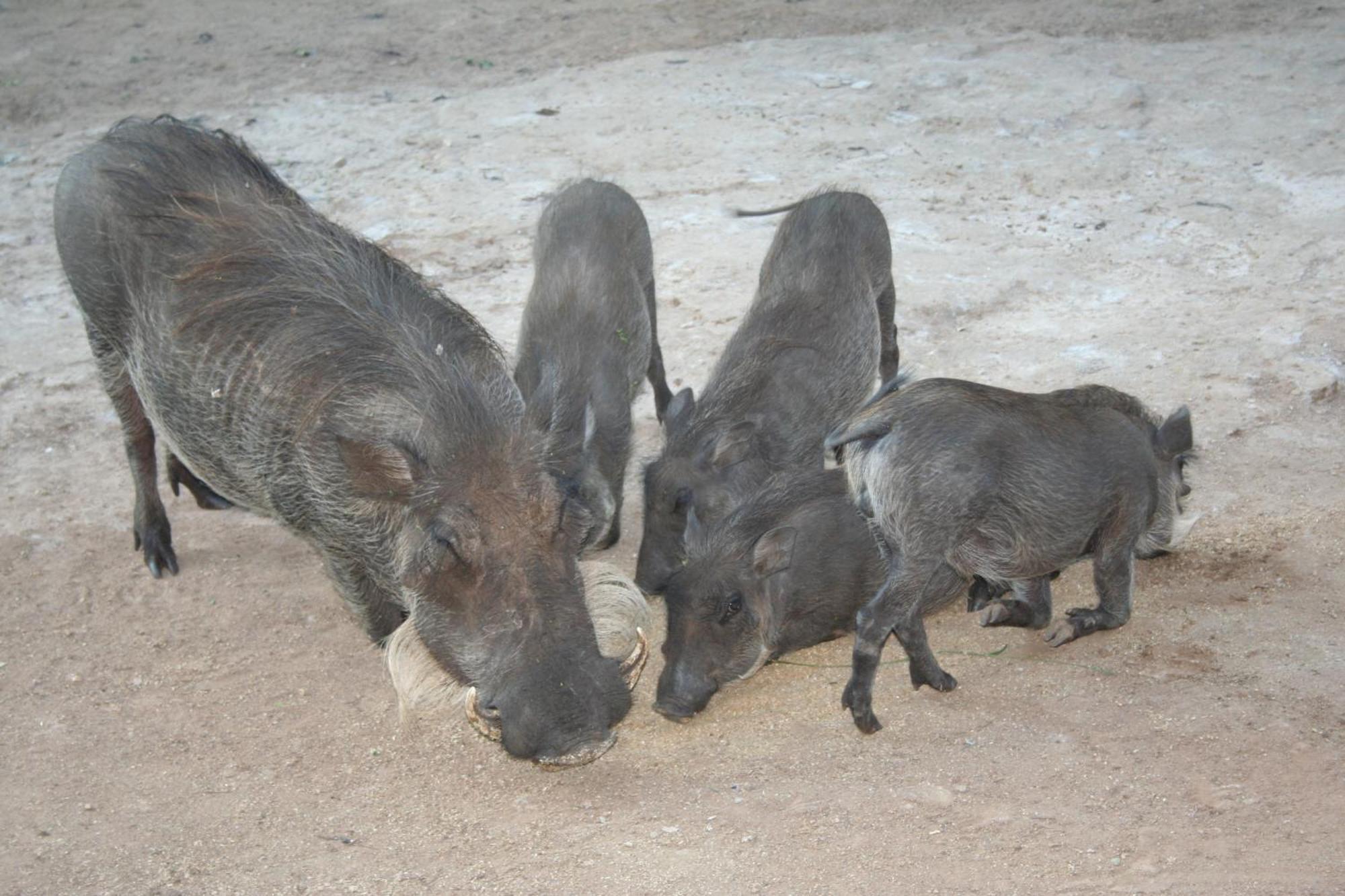 Kiburi @ Kruger, A Secluded Bushveld Getaway Holiday home